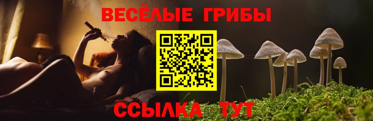 Галлюциногенные грибы Psilocybe  закладка  Карабулак  Галлюциногенные грибы Magic Shrooms 